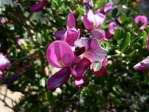 Pickeringia montana flower